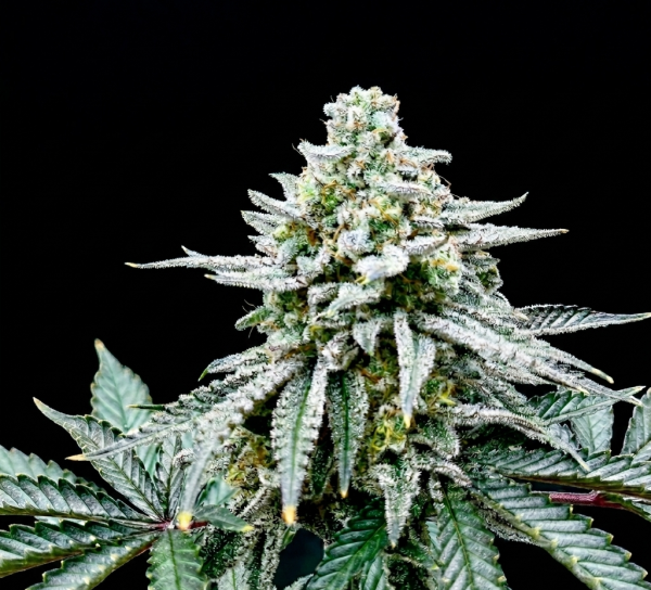 Georgia Pie x Bubba